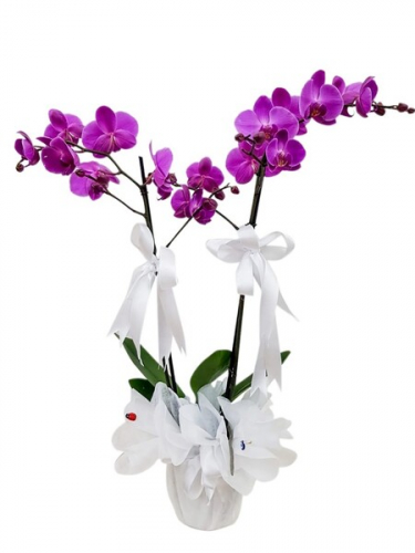Çiftli Mor Orkide