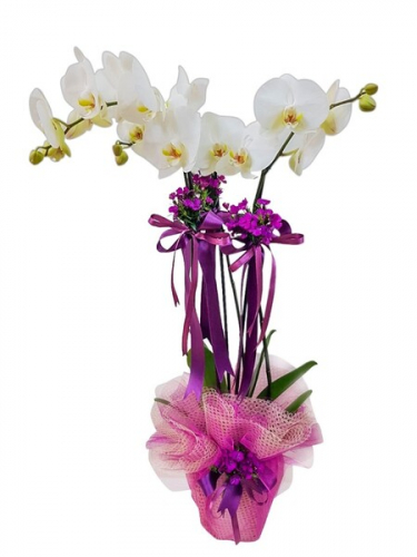 Beyaz Orkide