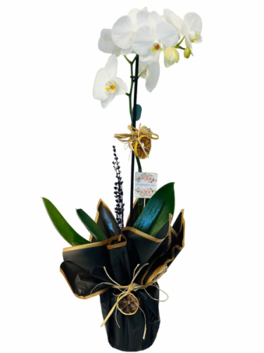 Tek Dal Beyaz Orkide