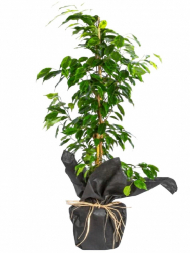 Benjamin Saksı Çiçeği