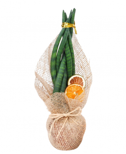 Örgülü Sanseveria 