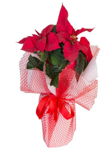 Ponsetya Saksı Çiçeği