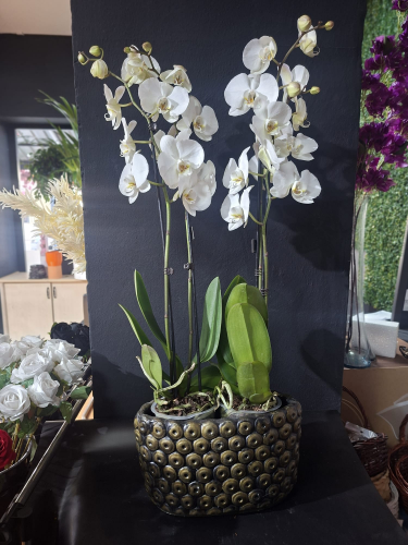 4 DALLI İTHAL SERAMİKTE ORKİDE